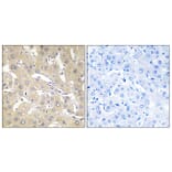 Immunohistochemistry - Anti-TNAP2 Antibody (C10867) - Antibodies.com