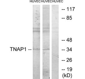 Western Blot - Anti-TNAP1 Antibody (C11006) - Antibodies.com