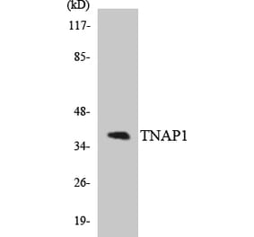 Western Blot - Anti-TNAP1 Antibody (R12-3634) - Antibodies.com