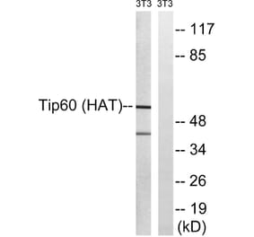 Western Blot - Anti-Tip60 Antibody (B8434) - Antibodies.com