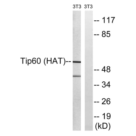 Western Blot - Anti-Tip60 Antibody (B8434) - Antibodies.com
