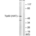 Western Blot - Anti-Tip60 Antibody (B8434) - Antibodies.com