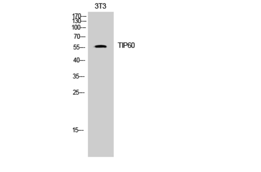 Western Blot - Anti-Tip60 Antibody (B8434) - Antibodies.com