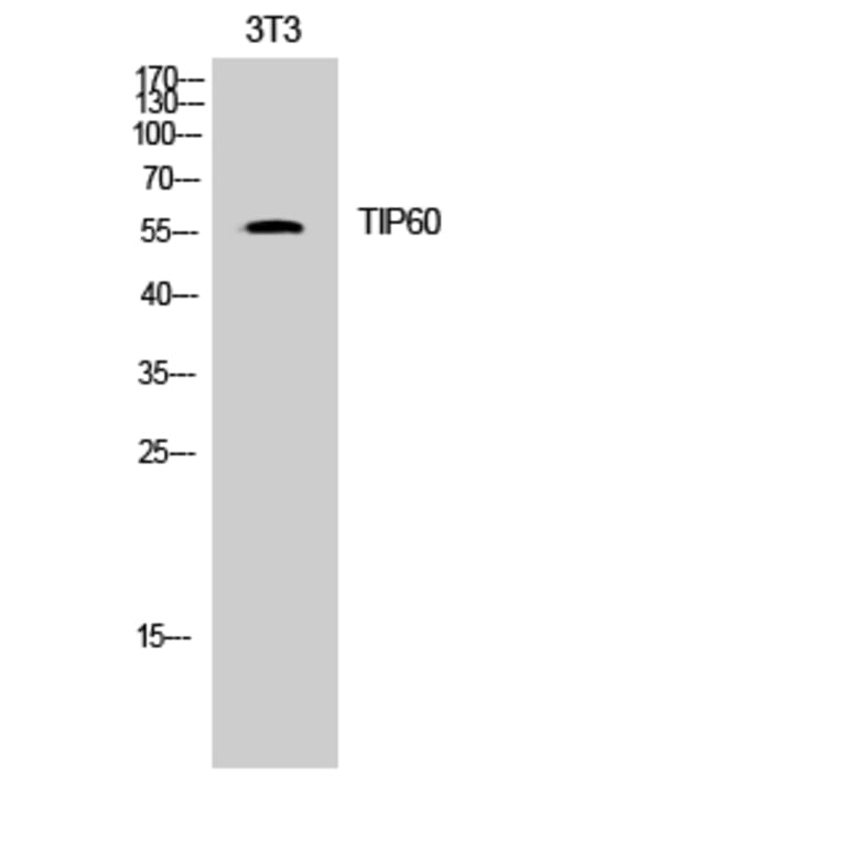 Western Blot - Anti-Tip60 Antibody (B8434) - Antibodies.com