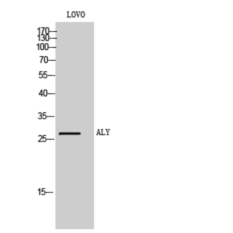 Western Blot - Anti-THOC4 Antibody (C20613) - Antibodies.com