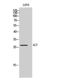 Western Blot - Anti-THOC4 Antibody (C20613) - Antibodies.com
