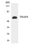 Western Blot - Anti-THAP4 Antibody (R12-3620) - Antibodies.com