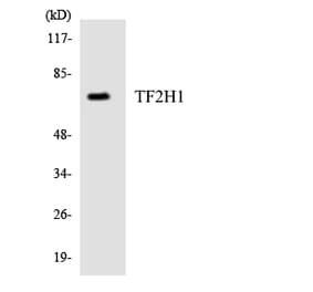 Western Blot - Anti-TF2H1 Antibody (R12-3613) - Antibodies.com