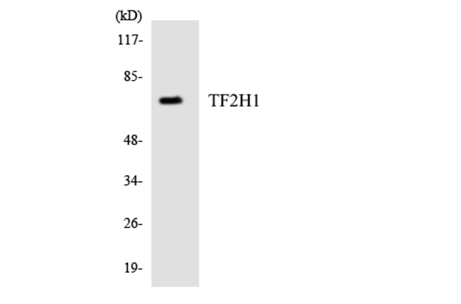 Western Blot - Anti-TF2H1 Antibody (R12-3613) - Antibodies.com