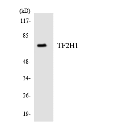 Western Blot - Anti-TF2H1 Antibody (R12-3613) - Antibodies.com