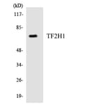 Western Blot - Anti-TF2H1 Antibody (R12-3613) - Antibodies.com