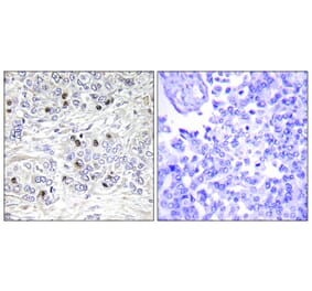 Immunohistochemistry - Anti-TEAD2 Antibody (C11087) - Antibodies.com