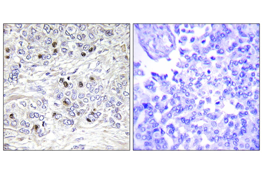 Immunohistochemistry - Anti-TEAD2 Antibody (C11087) - Antibodies.com