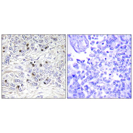 Immunohistochemistry - Anti-TEAD2 Antibody (C11087) - Antibodies.com