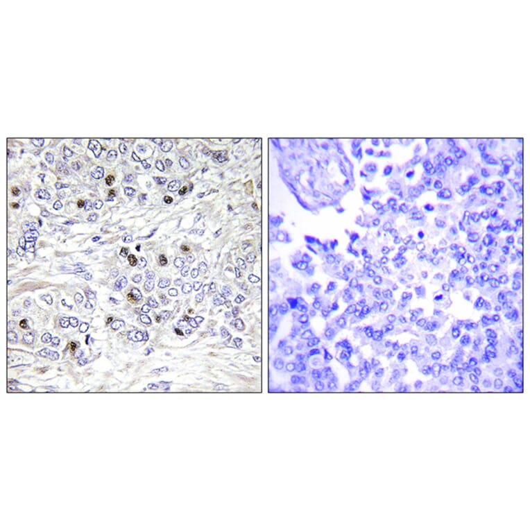 Immunohistochemistry - Anti-TEAD2 Antibody (C11087) - Antibodies.com
