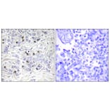 Immunohistochemistry - Anti-TEAD2 Antibody (C11087) - Antibodies.com