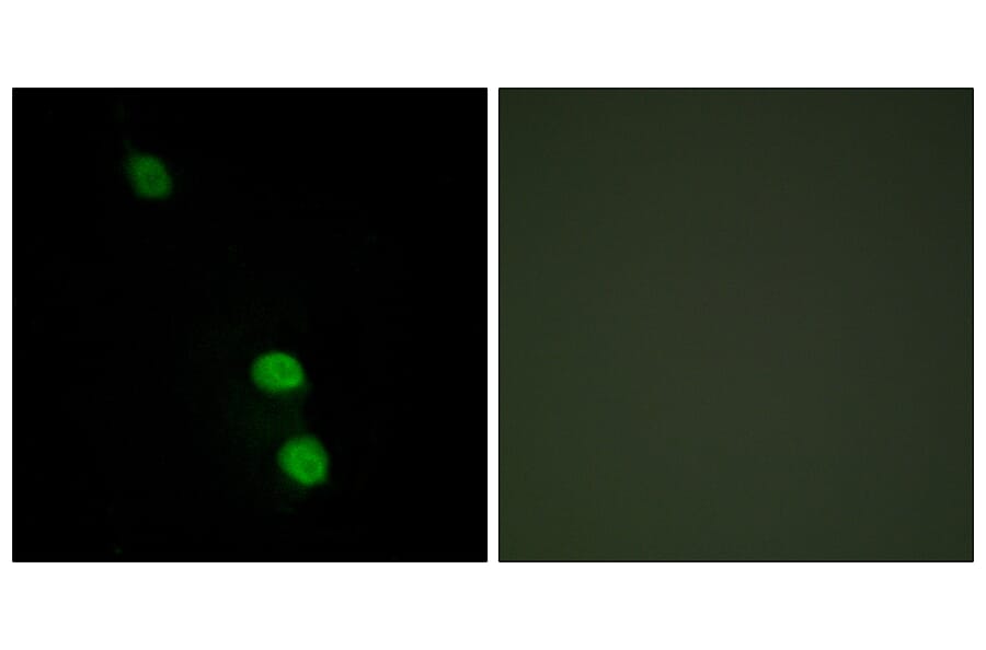 Immunofluorescence - Anti-TEAD2 Antibody (C11087) - Antibodies.com