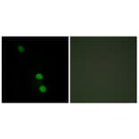 Immunofluorescence - Anti-TEAD2 Antibody (C11087) - Antibodies.com