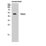 Western Blot - Anti-TEAD2 Antibody (C11087) - Antibodies.com