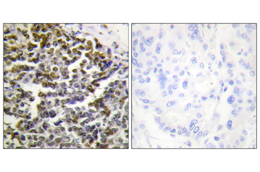 Immunohistochemistry - Anti-TCOF1 Antibody (C10977) - Antibodies.com
