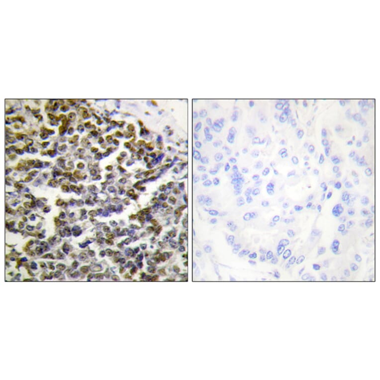Immunohistochemistry - Anti-TCOF1 Antibody (C10977) - Antibodies.com
