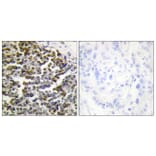 Immunohistochemistry - Anti-TCOF1 Antibody (C10977) - Antibodies.com