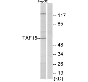 Western Blot - Anti-TAF15 Antibody (C11436) - Antibodies.com
