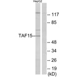 Western Blot - Anti-TAF15 Antibody (C11436) - Antibodies.com