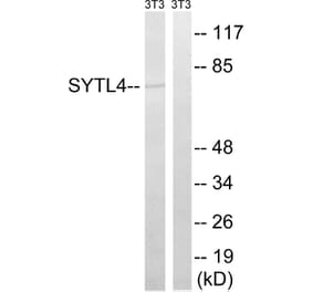 Western Blot - Anti-SYTL4 Antibody (C19024) - Antibodies.com
