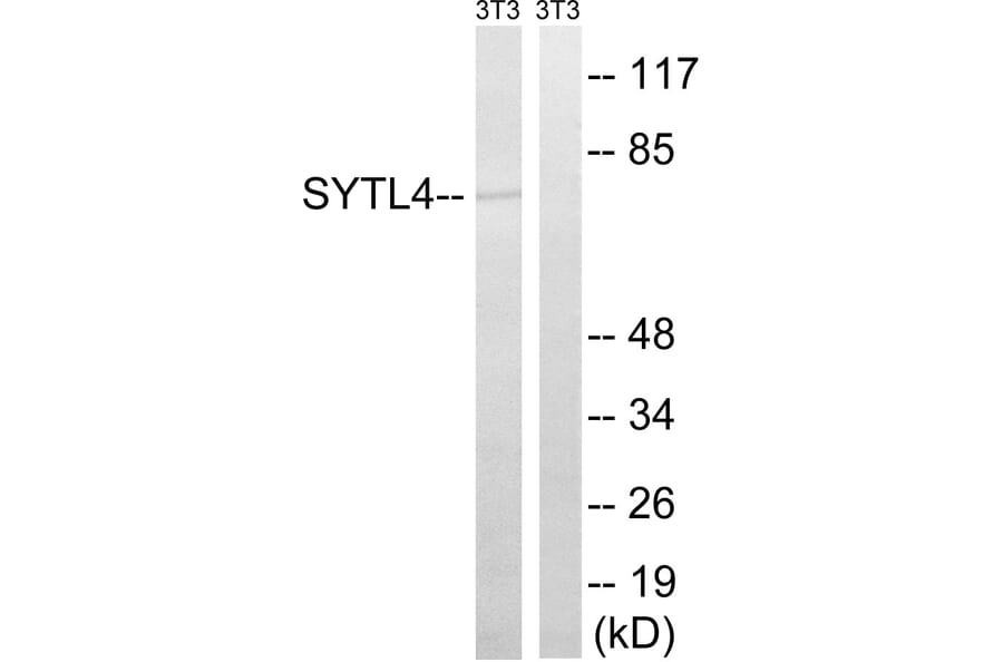 Western Blot - Anti-SYTL4 Antibody (C19024) - Antibodies.com