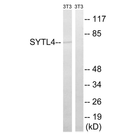 Western Blot - Anti-SYTL4 Antibody (C19024) - Antibodies.com