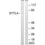 Western Blot - Anti-SYTL4 Antibody (C19024) - Antibodies.com