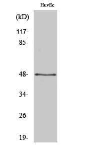 Western blot analysis of various cells using Anti-SYT13 Antibody.