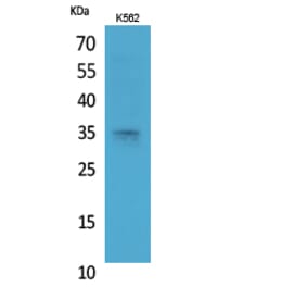 Western Blot - Anti-STX1A Antibody (C30082) - Antibodies.com