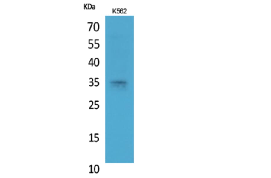 Western Blot - Anti-STX1A Antibody (C30082) - Antibodies.com
