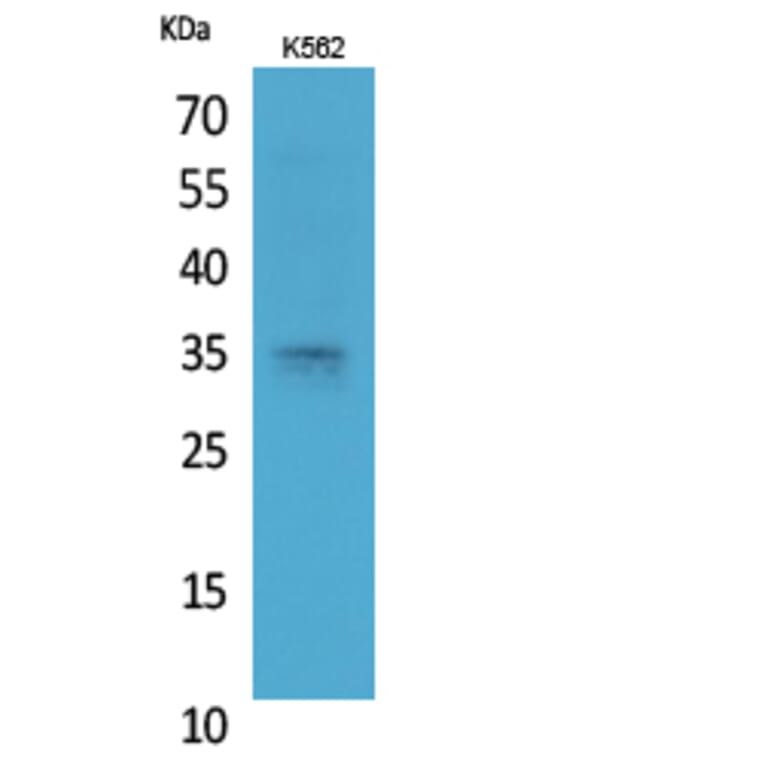 Western Blot - Anti-STX1A Antibody (C30082) - Antibodies.com