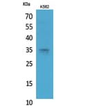 Western Blot - Anti-STX1A Antibody (C30082) - Antibodies.com