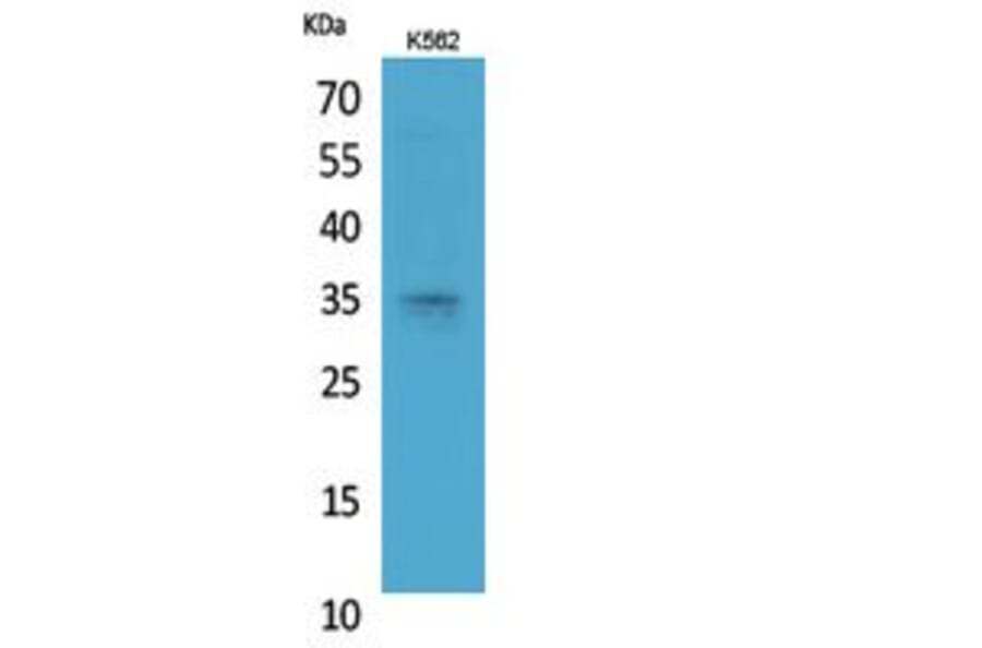 Western Blot - Anti-STX1A Antibody (C30082) - Antibodies.com
