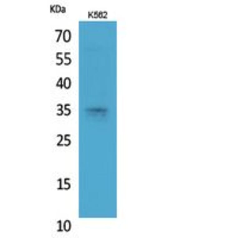 Western Blot - Anti-STX1A Antibody (C30082) - Antibodies.com