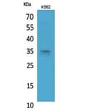 Western Blot - Anti-STX1A Antibody (C30082) - Antibodies.com
