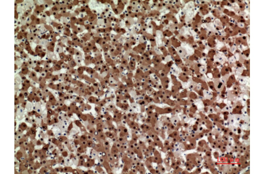Immunohistochemistry - Anti-STX1A Antibody (C30082) - Antibodies.com
