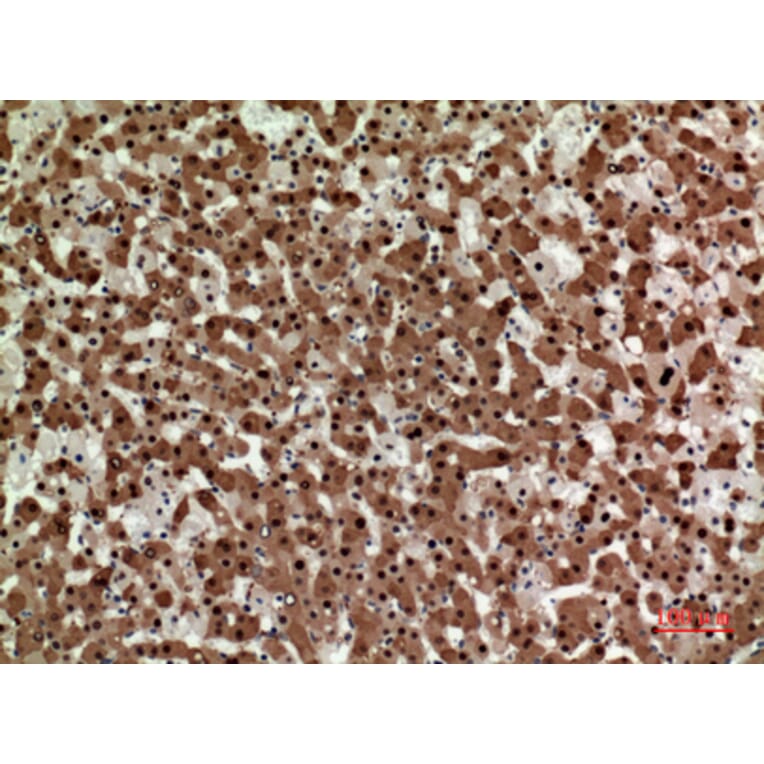 Immunohistochemistry - Anti-STX1A Antibody (C30082) - Antibodies.com