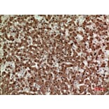 Immunohistochemistry - Anti-STX1A Antibody (C30082) - Antibodies.com