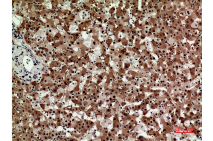 Immunohistochemistry - Anti-STX1A Antibody (C30082) - Antibodies.com