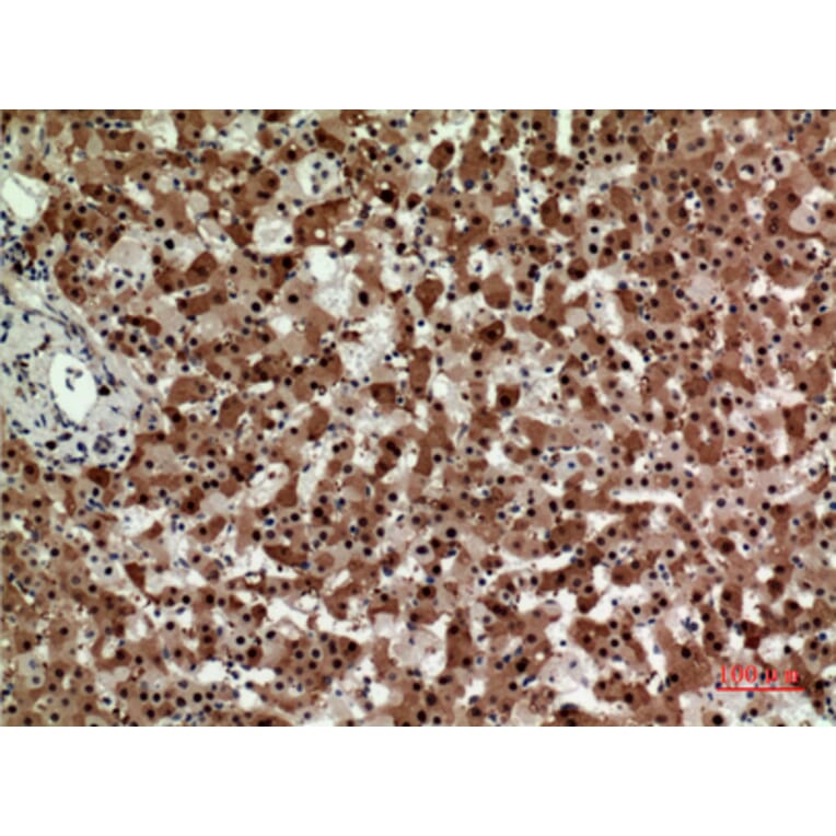 Immunohistochemistry - Anti-STX1A Antibody (C30082) - Antibodies.com