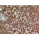 Immunohistochemistry - Anti-STX1A Antibody (C30082) - Antibodies.com