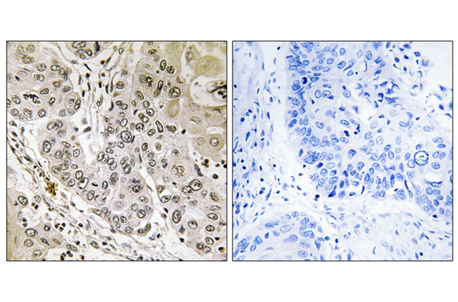 Immunohistochemistry - Anti-STK36 Antibody (C18543) - Antibodies.com