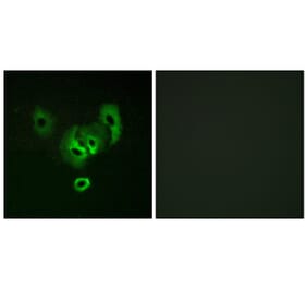 Immunofluorescence - Anti-STEA2 Antibody (C11375) - Antibodies.com