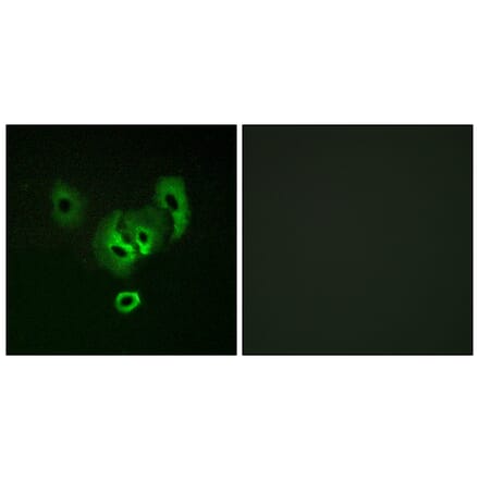Immunofluorescence - Anti-STEA2 Antibody (C11375) - Antibodies.com