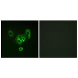 Immunofluorescence - Anti-STEA2 Antibody (C11375) - Antibodies.com